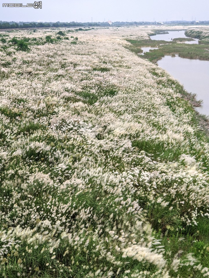 芒花(甜根子草) 台南市大內區大內橋 09/18