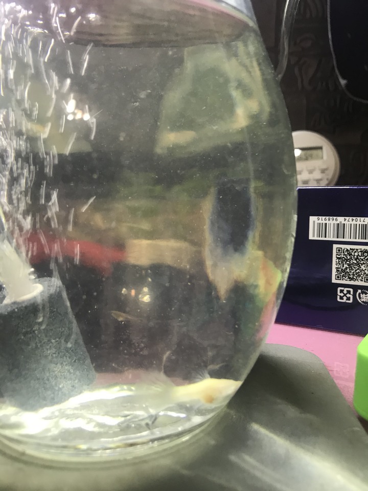 請問我的孔雀魚大肚已經很久了，狀態很不好？