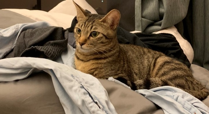 貓咪一直亂尿尿還好有除臭好幫手