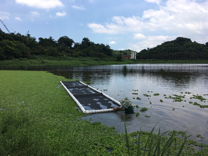 南港新庄仔埤8月 外來種控管移除及螢火蟲棲地復育工作紀實