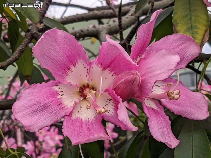 芒花(甜根子草) 台南市善化區曾文溪渡槽橋 09/18