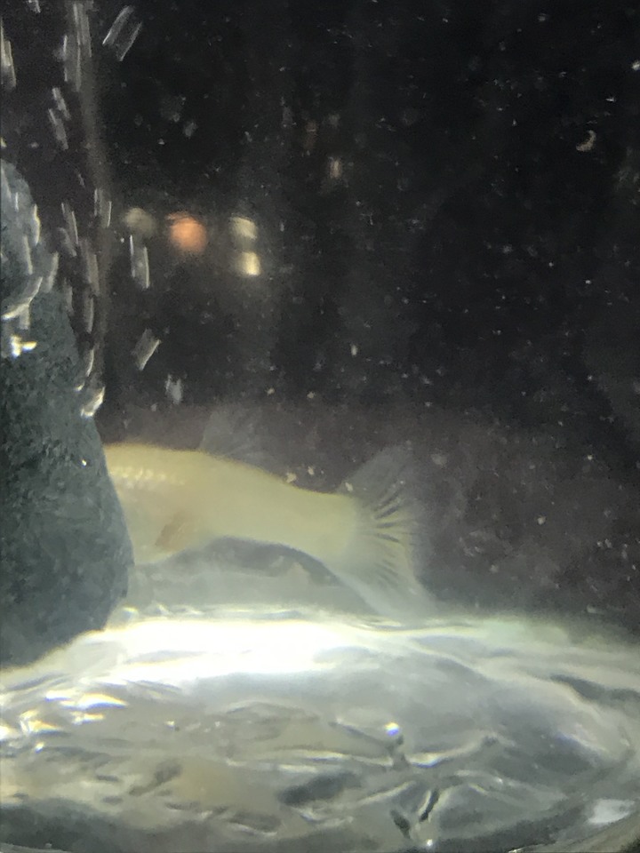 請問我的孔雀魚大肚已經很久了，狀態很不好？