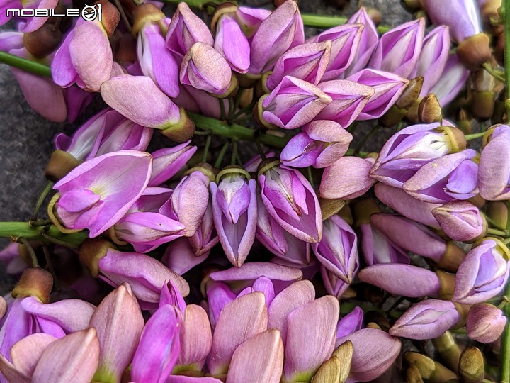 水黃皮 台南市學甲區中華路三段 09/19