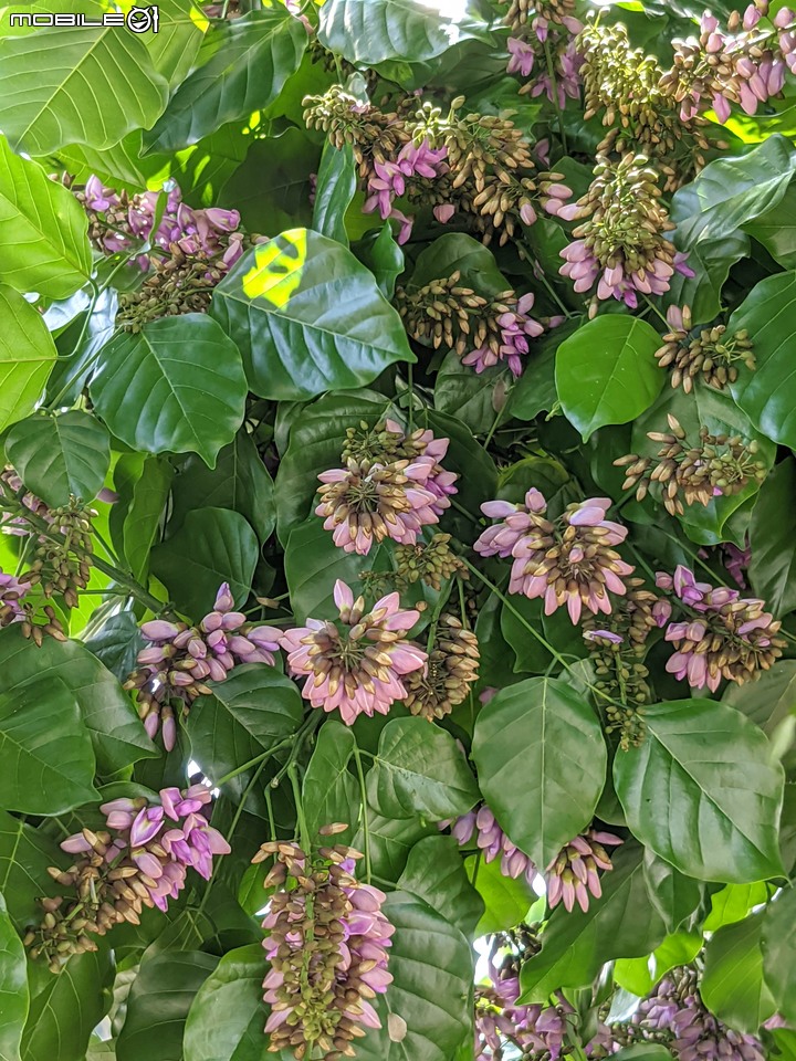 水黃皮 台南市學甲區中華路三段 09/19