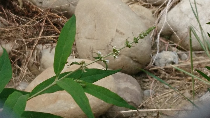 綠色細長葉子的植物