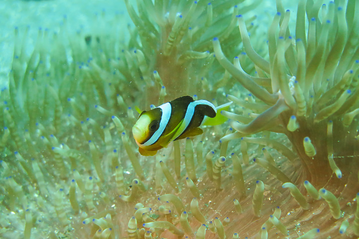 【水下影像】軟絲產房倒了....還好有兩群努力生存的小魚