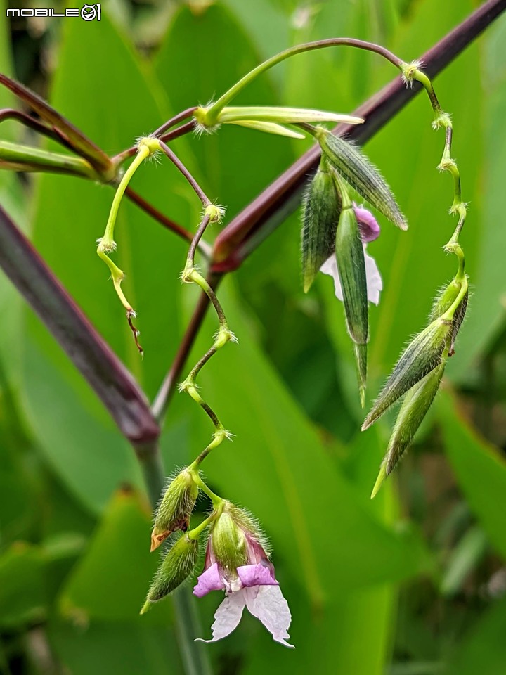 大波斯菊 台南市山上區淨水池區 08/29