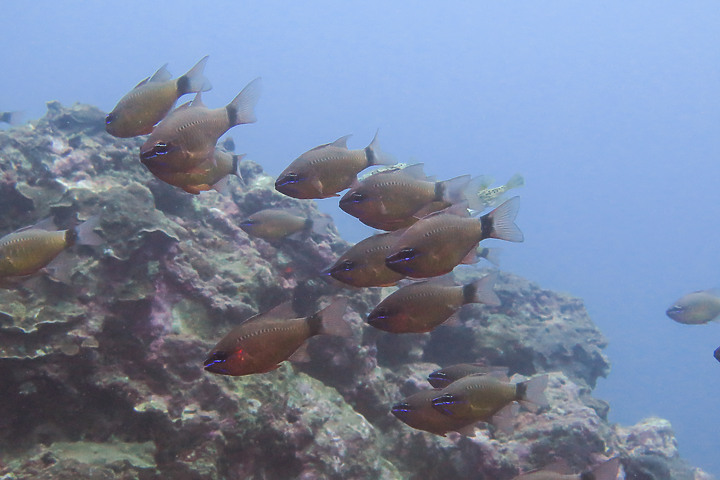 【水下影像】軟絲產房倒了....還好有兩群努力生存的小魚