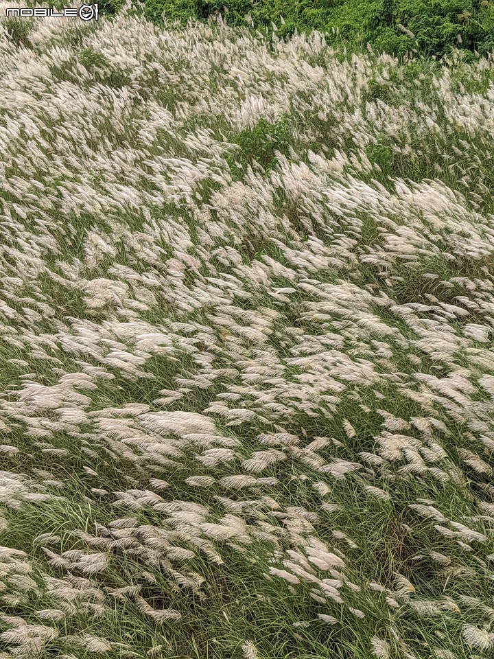 芒花(甜根子草) 台南市大內區大內橋 09/18
