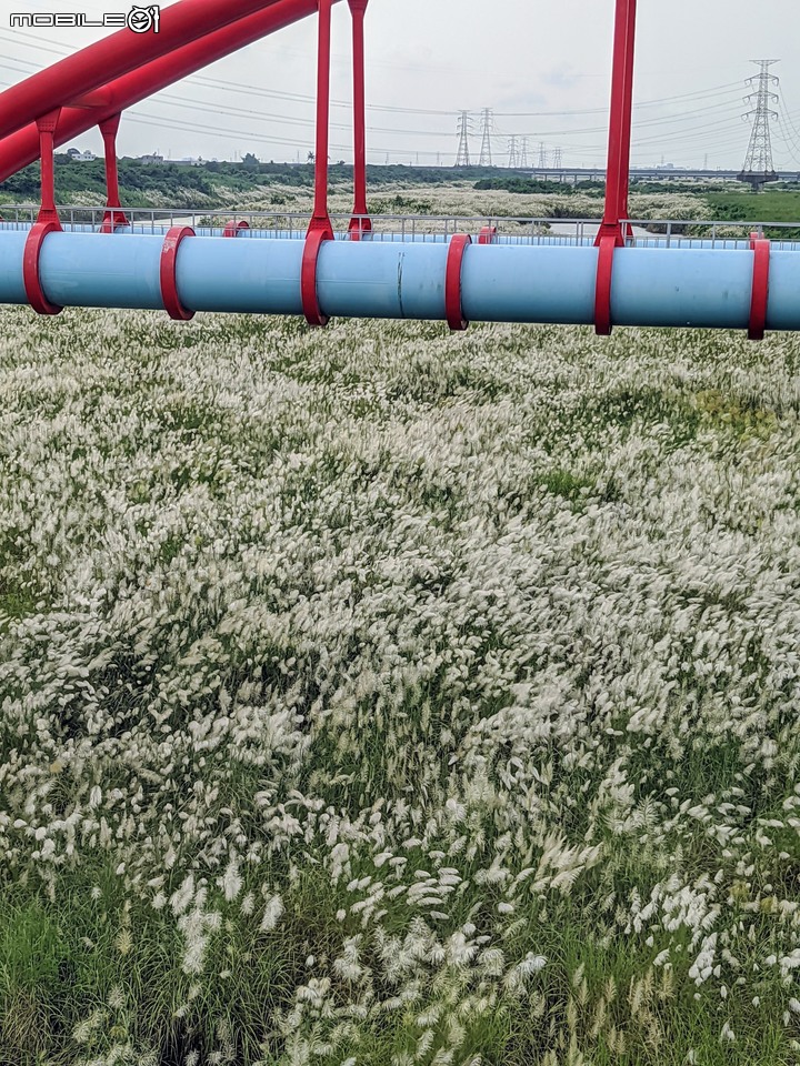 芒花(甜根子草) 台南市善化區曾文溪渡槽橋 09/18