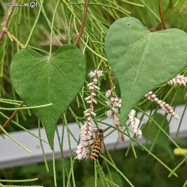 無葉檉柳 台南佳里區公園路 09/12