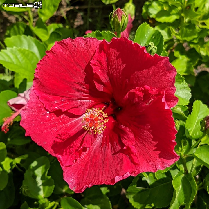 大波斯菊 台南市山上區淨水池區 08/29