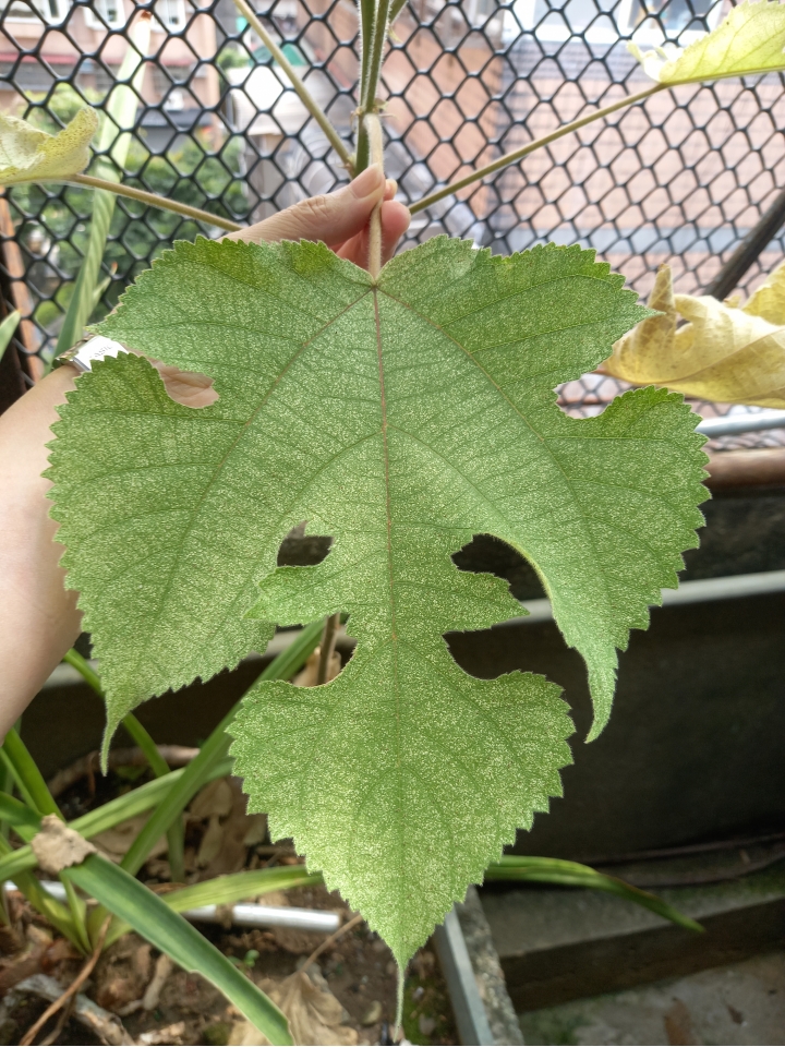 有植物專家嗎？請問這是什麼植物？