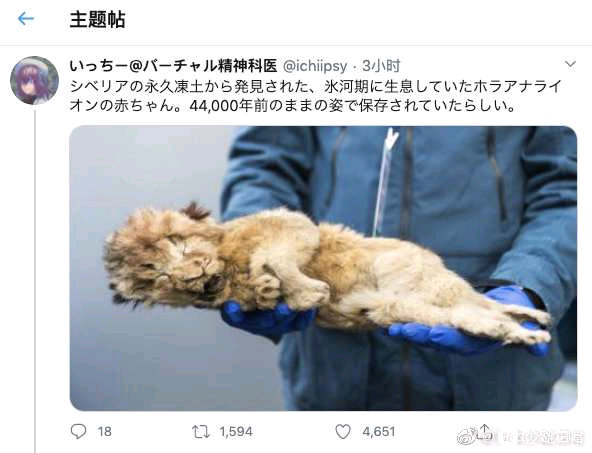 永凍土中發現44000年前美洲獅寶寶