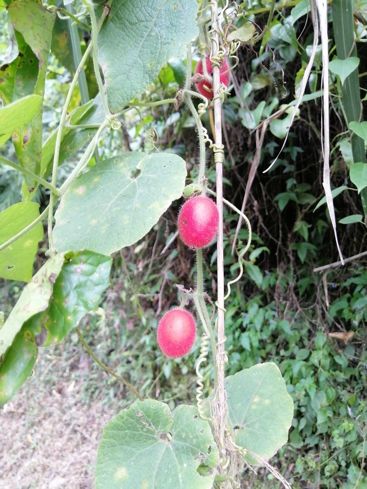 求植物名