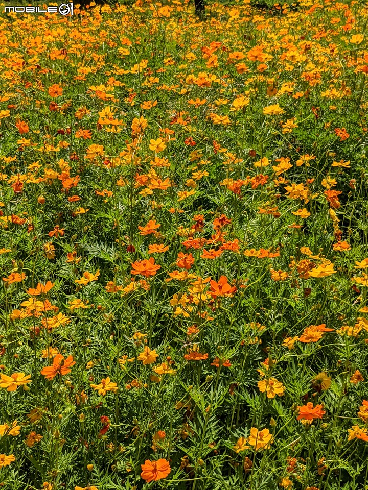大波斯菊 台南市山上區淨水池區 08/29