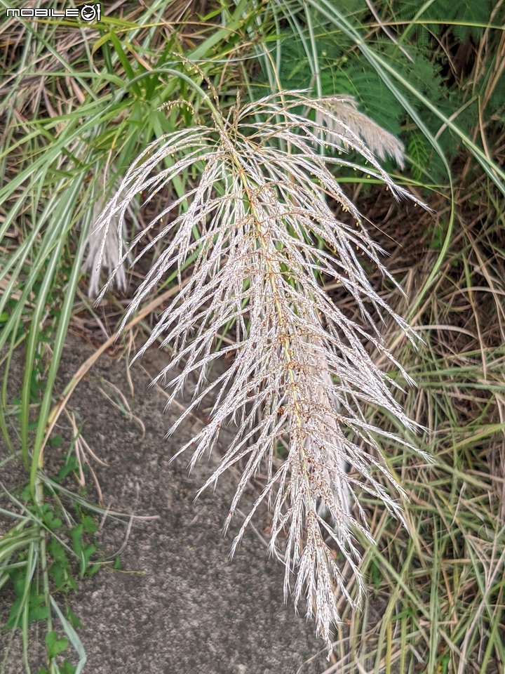 芒花(甜根子草) 台南市大內區大內橋 09/18