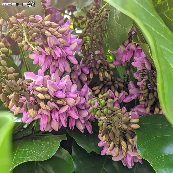 水黃皮 台南市學甲區中華路三段 09/19