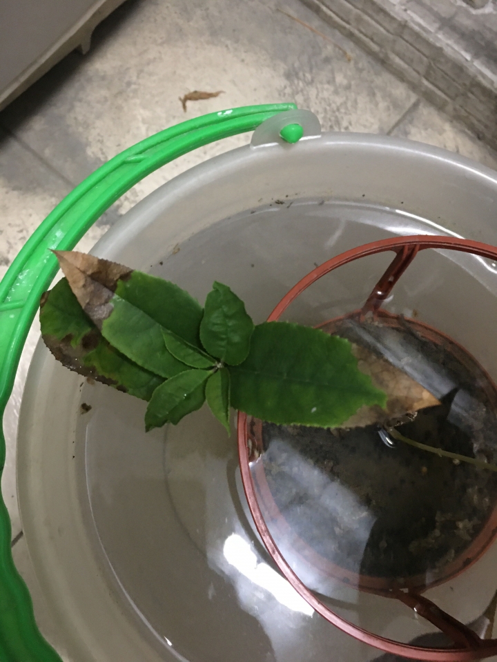 日本桂花？