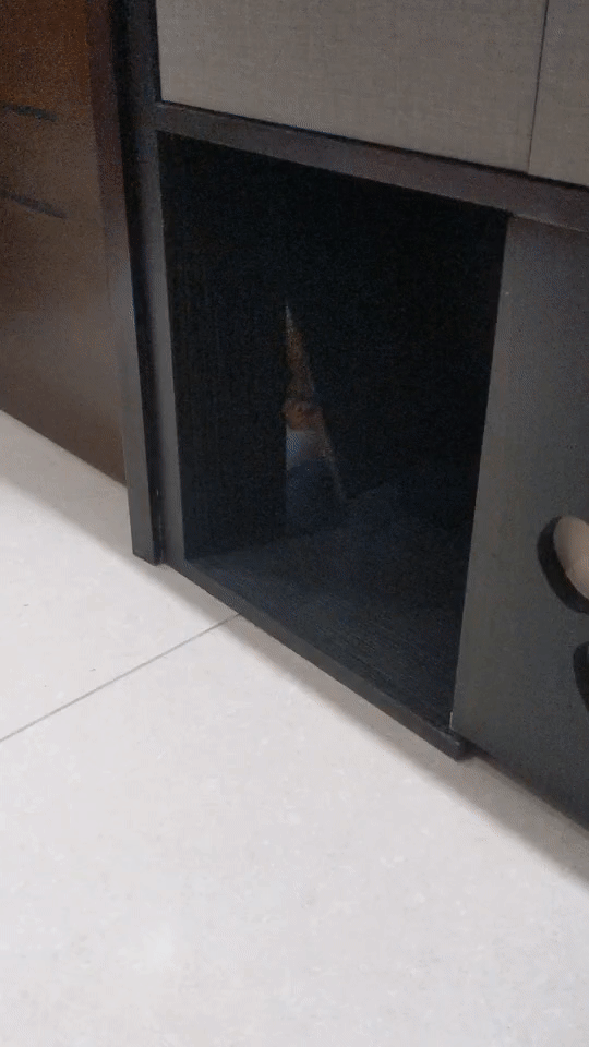 [開箱］中和 黑白灰 兩人一狗一直宅