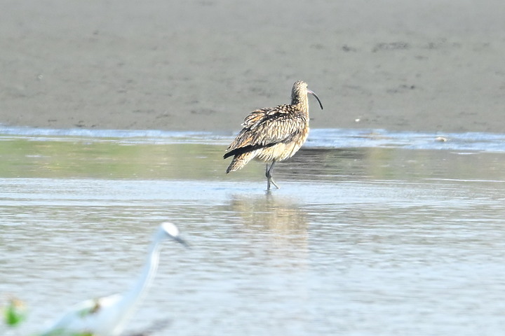 點我看大圖 Z7泡海水前記錄的黦鷸(紅腰杓鷸)努力擺脫白色小物體、磨亮長喙、搔癢、歪頭喝水及洗澡。