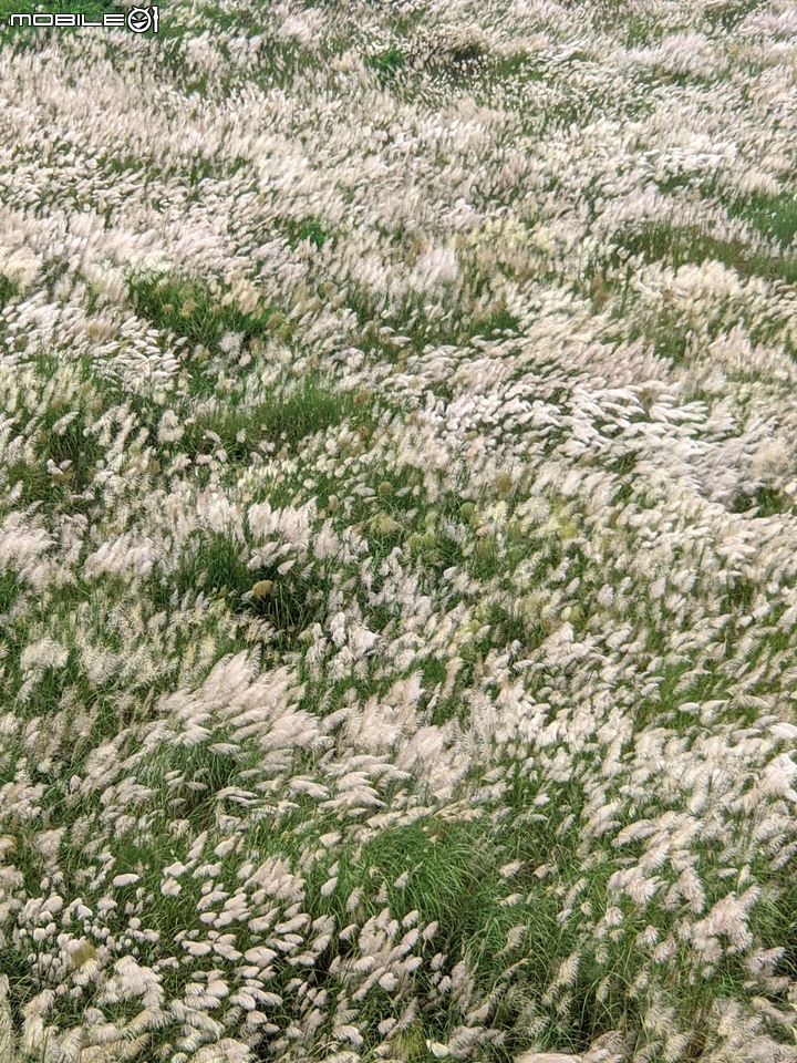 芒花(甜根子草) 台南市大內區大內橋 09/18