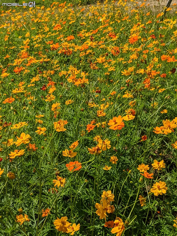 大波斯菊 台南市山上區淨水池區 08/29