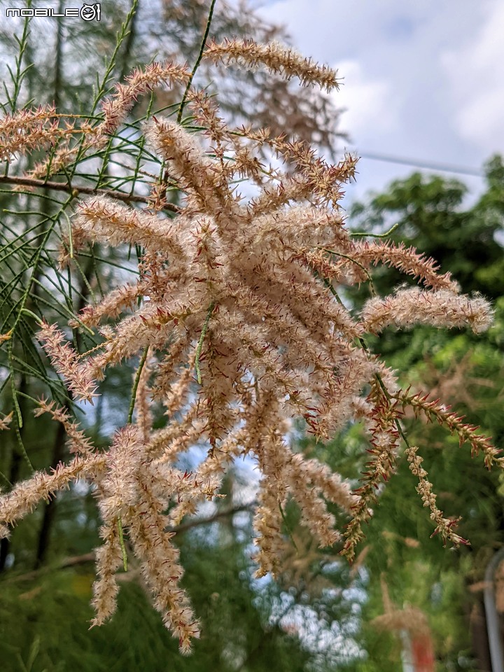 無葉檉柳 台南佳里區公園路 09/12