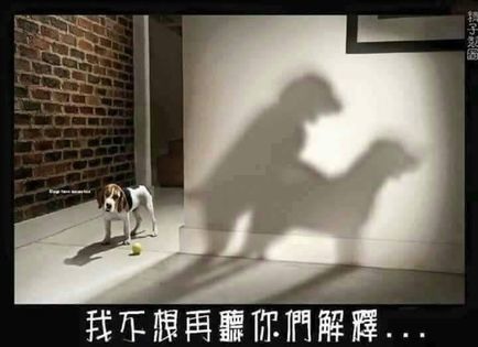 狗子怎麼這樣悲慘 遇到這種事