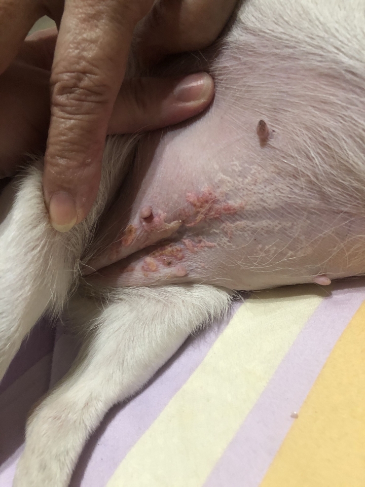 狗狗肚子的皮膚