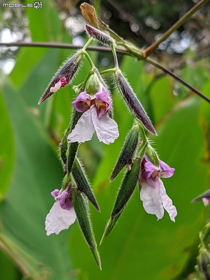 大波斯菊 台南市山上區淨水池區 08/29