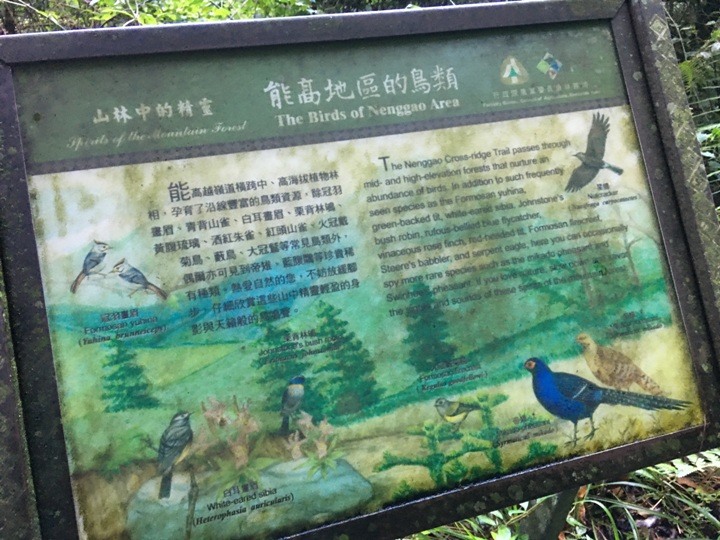 登走霧社能高越，看見金色奇萊(奇萊南華)
