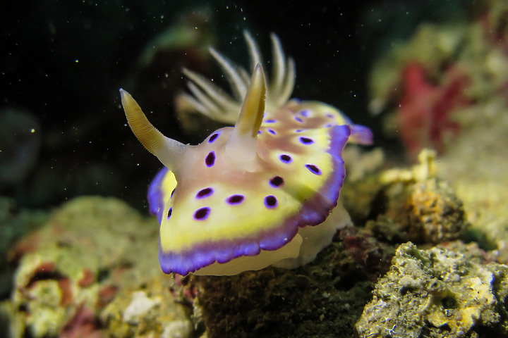 【水下影像】軟絲產房倒了....還好有兩群努力生存的小魚