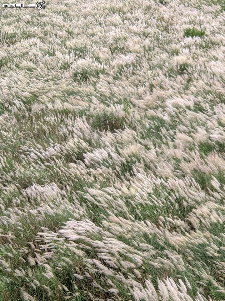 芒花(甜根子草) 台南市大內區大內橋 09/18
