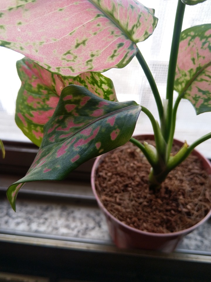 這盆萬年青他怎麼了