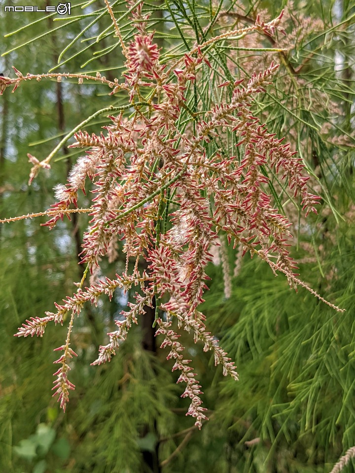 無葉檉柳 台南佳里區公園路 09/12