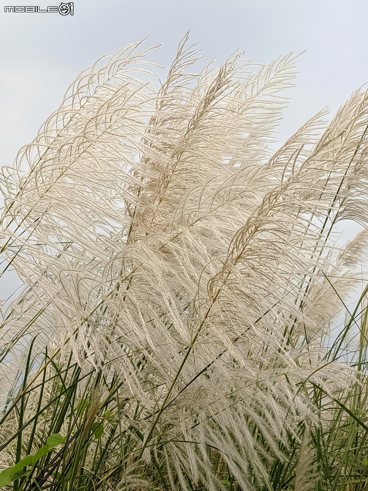 芒花(甜根子草) 台南市大內區大內橋 09/18