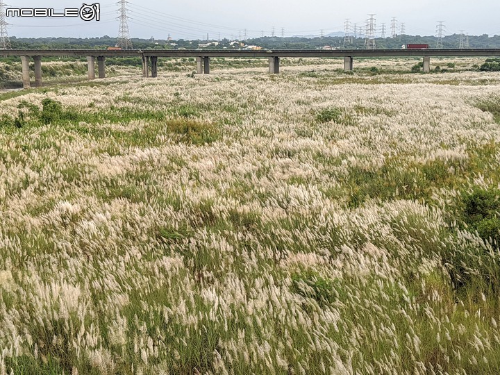芒花(甜根子草) 台南市善化區曾文溪渡槽橋 09/18