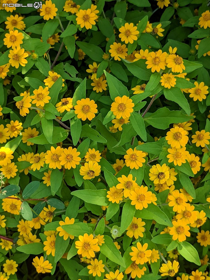 大波斯菊 台南市山上區淨水池區 08/29