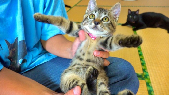 [有影片] 小虎斑遭裹粉難道是要油炸？