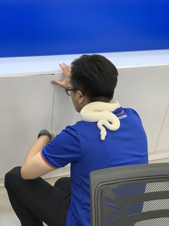 venue試乘遇到蛇!!展間竟然有蛇跟蜥蜴！！