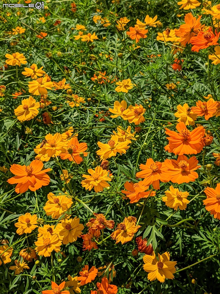 大波斯菊 台南市山上區淨水池區 08/29
