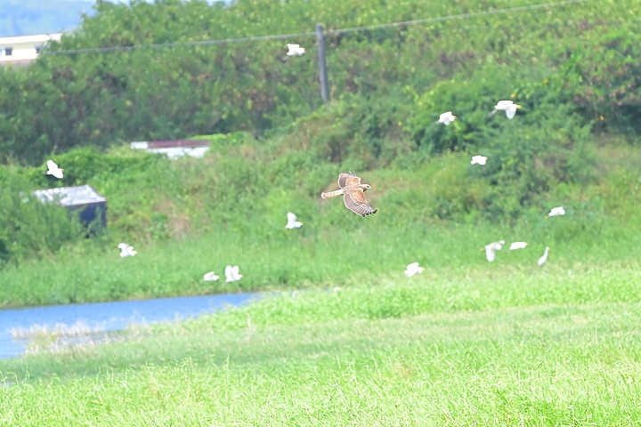 點我看大圖 D6+556PF東方澤鵟(龍鑾潭鳥族8號太空站)