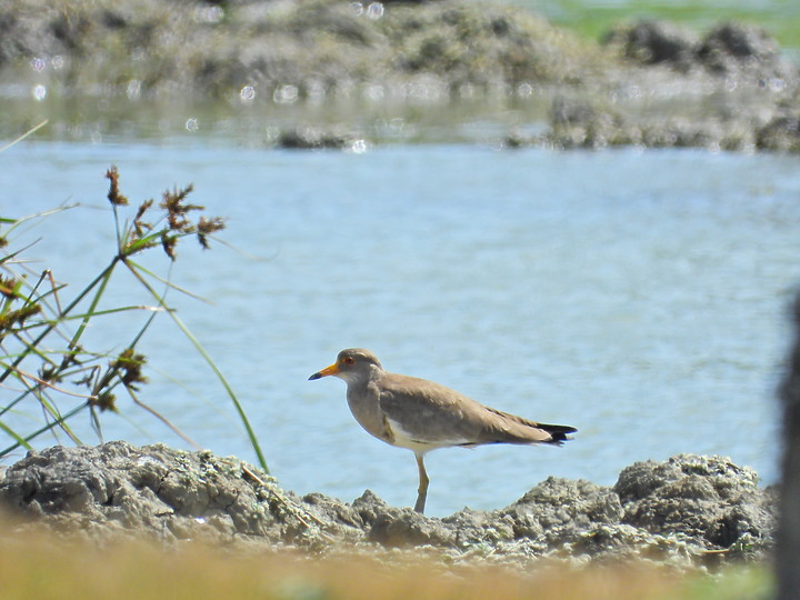 點我看大圖 Nikon P1000的3000mm太給力,如願在龍鑾潭鳥族8號太空站拍到跳鴴。