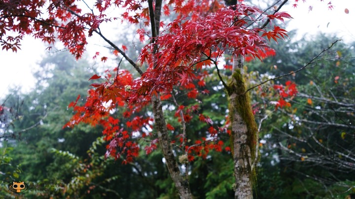 台灣山毛櫸步道一日遊,秋季限定楓紅景!