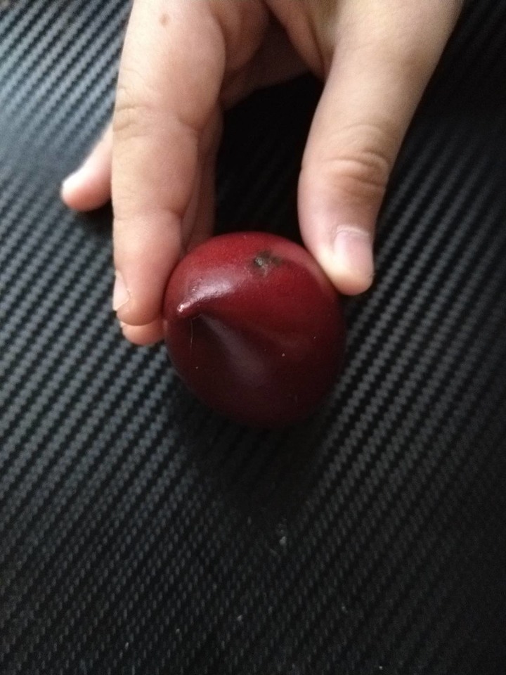請問各位園藝達人，有人知道這是什麼植物嗎？