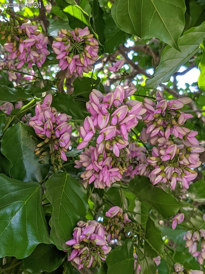 水黃皮 台南市安平區林墨娘公園 10/11