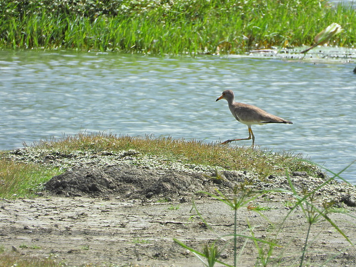 點我看大圖 Nikon P1000的3000mm太給力,如願在龍鑾潭鳥族8號太空站拍到跳鴴。