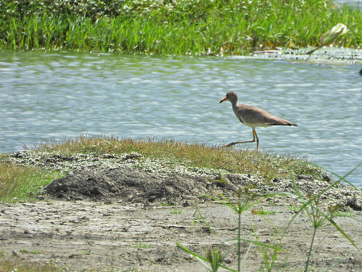 Nikon P1000的3000mm太給力，如願在龍鑾潭鳥族8號太空站拍到跳鴴。