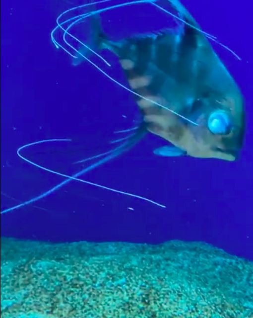 Xpark鯊魚嘴破、水母打結網怒：海洋動物煉獄